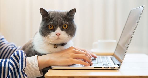 ¿Por qué los gatos amasan?