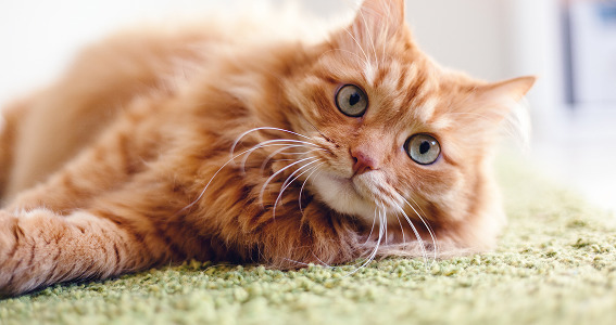 ¿Cómo hacer que tu gato use el arenero?