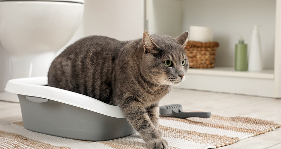 Cómo saber si tu gato te quiere: señales de afecto felino